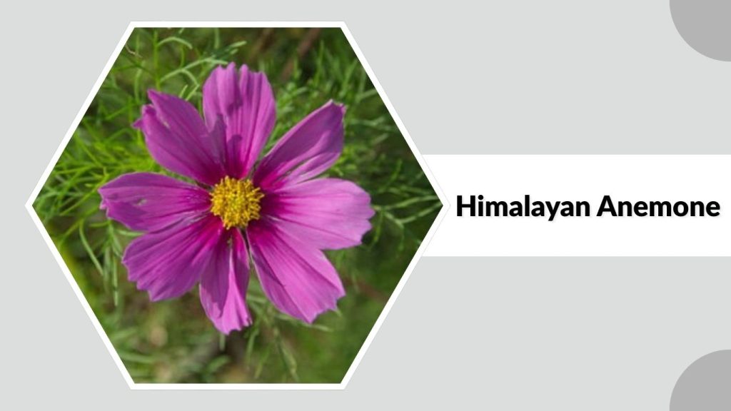 Himalayan Anemone