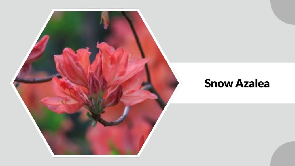 Snow Azalea