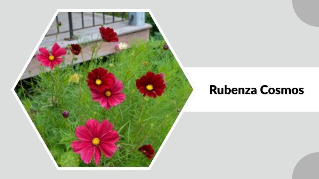  Rubenza Cosmos