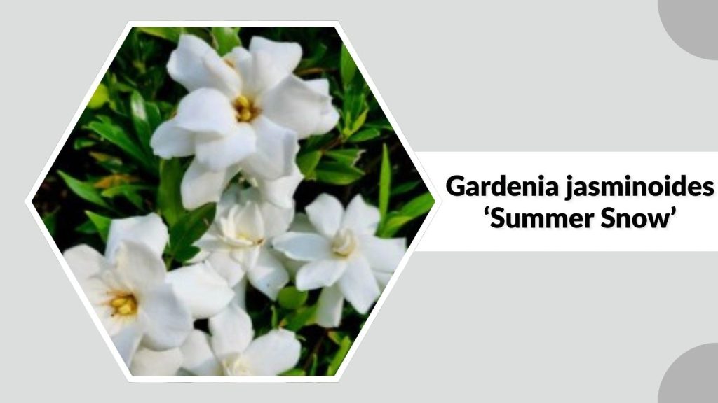 Gardenia jasminoides ‘Summer Snow’