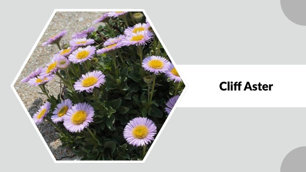 Cliff Aster