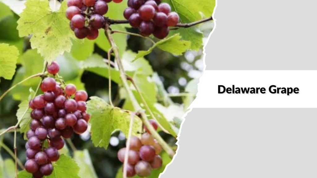 Delaware Grape