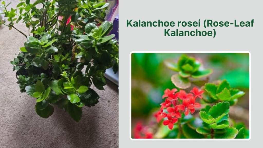 Kalanchoe rosei (Rose-Leaf Kalanchoe)