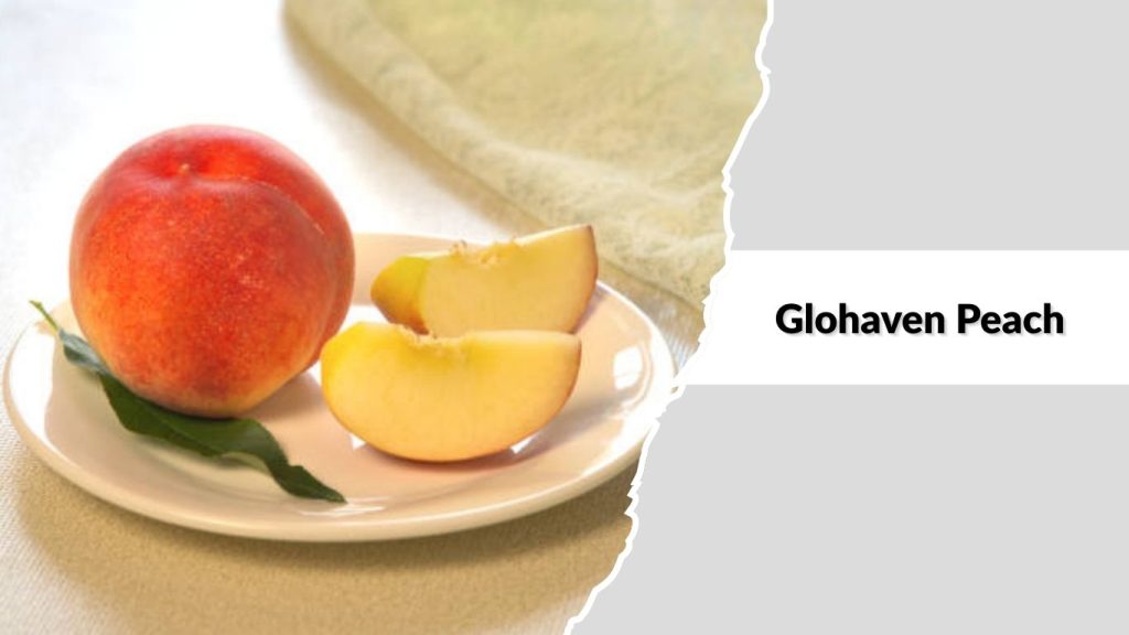 Glohaven Peach