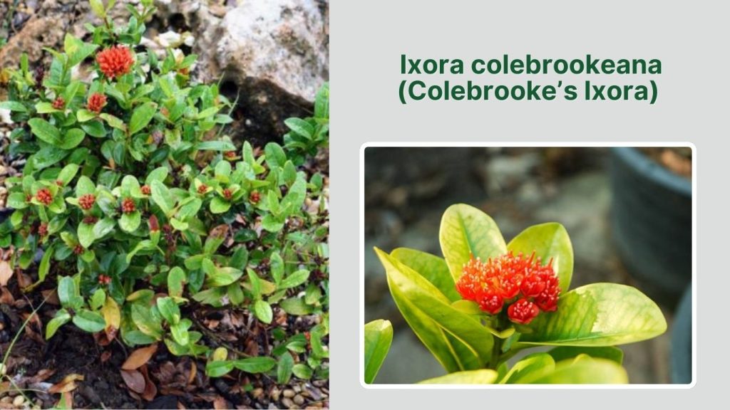 Ixora colebrookeana (Colebrooke’s Ixora)