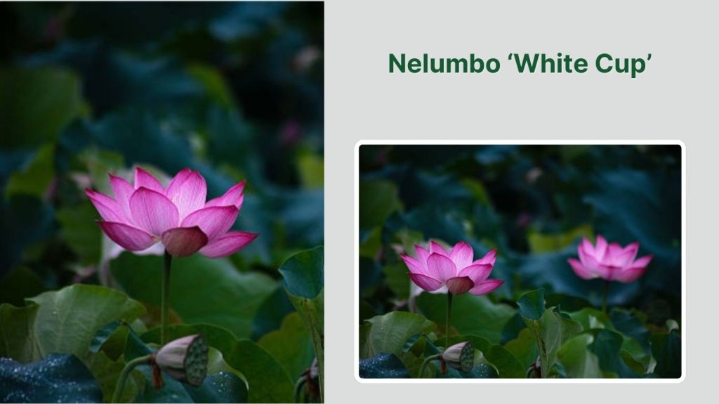 Nelumbo ‘White Cup’