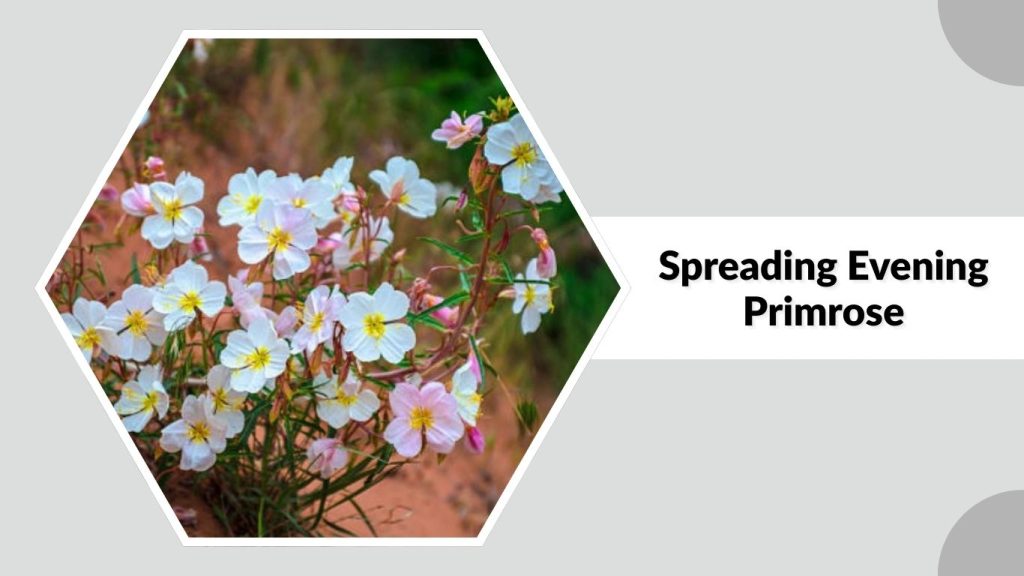Spreading Evening Primrose