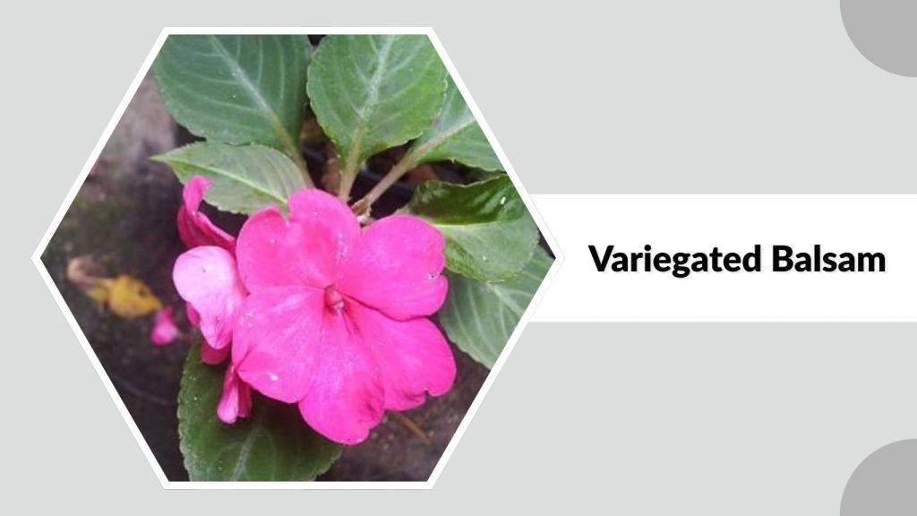 Variegated Balsam