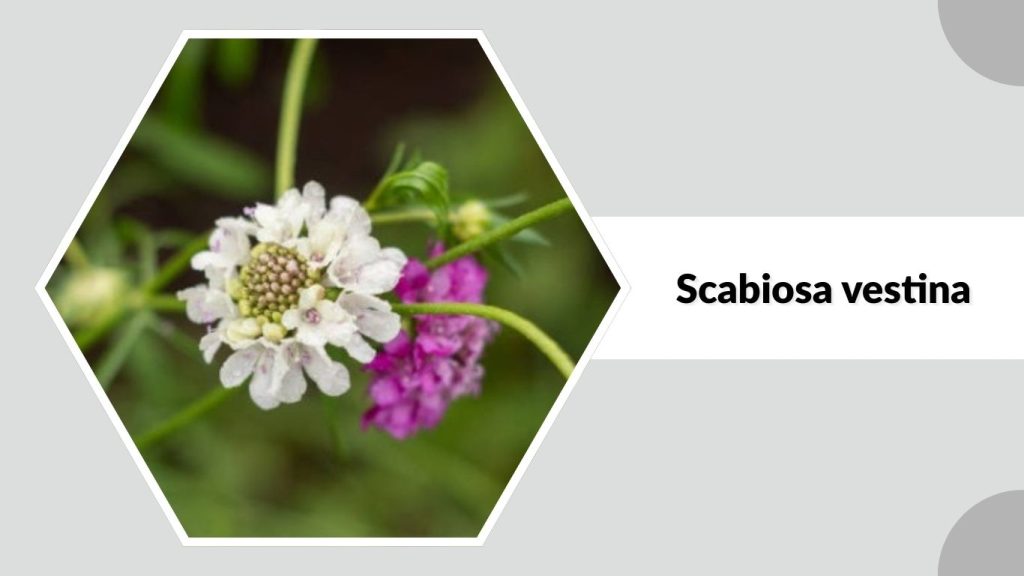 Scabiosa vestina