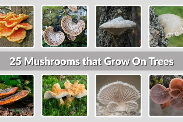25 Mushrooms that Grow On Trees Identification with Pictures