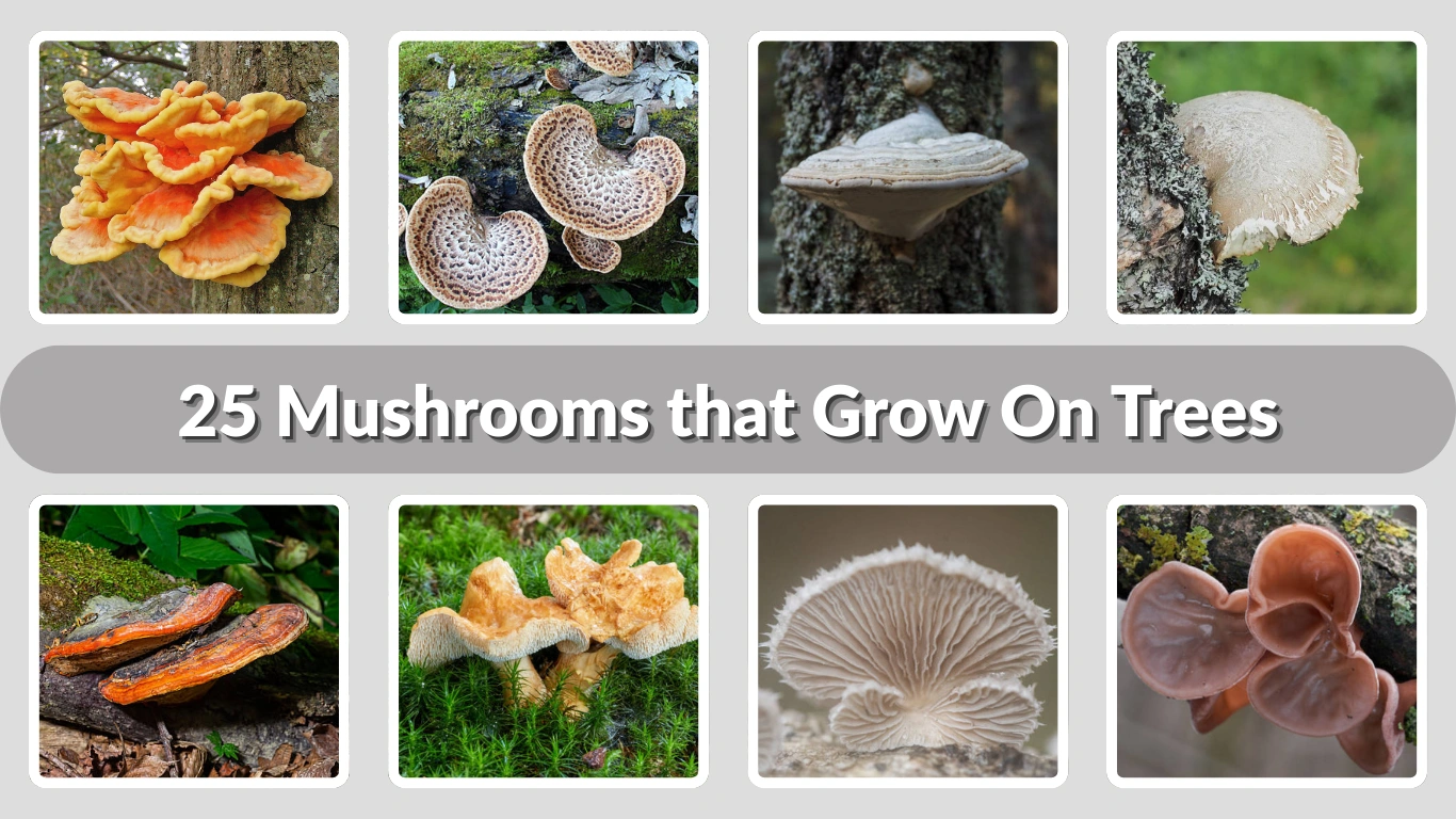 25 Mushrooms that Grow On Trees Identification with Pictures