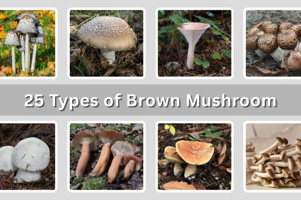 25 Types of Brown Mushroom Identification with Pictures