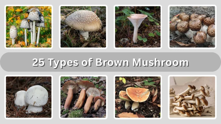 25 Types of Brown Mushroom: Identification with Pictures