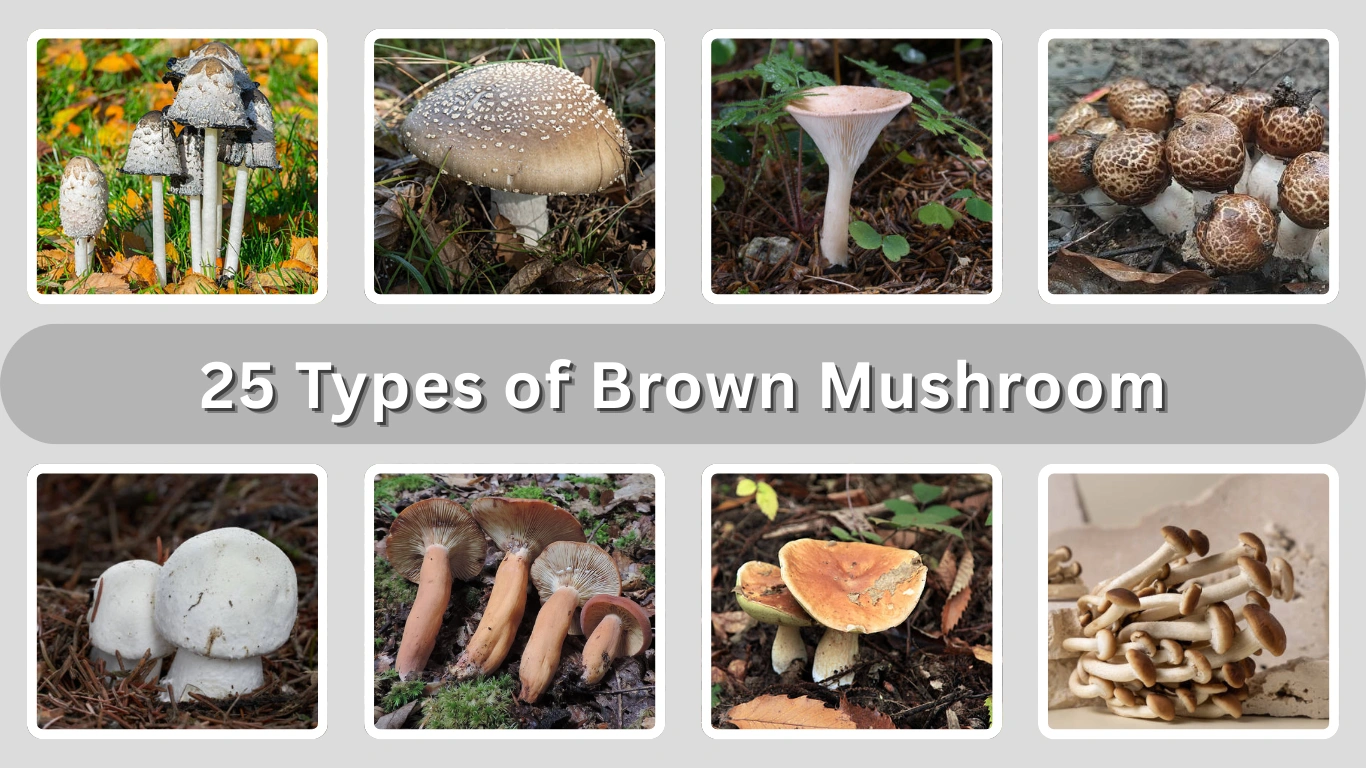25 Types of Brown Mushroom Identification with Pictures