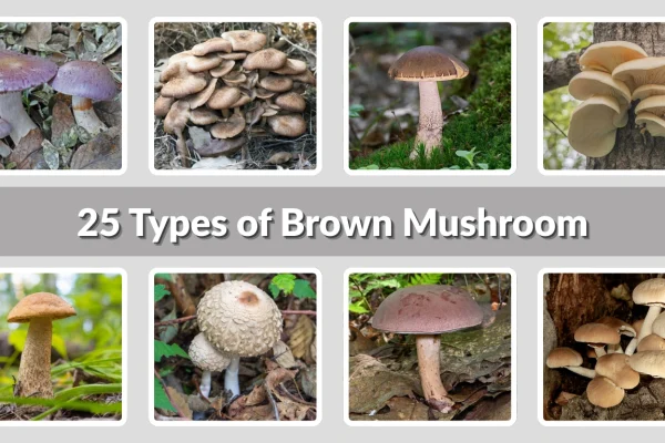 25 Types of Brown Mushroom: Identification with Pictures