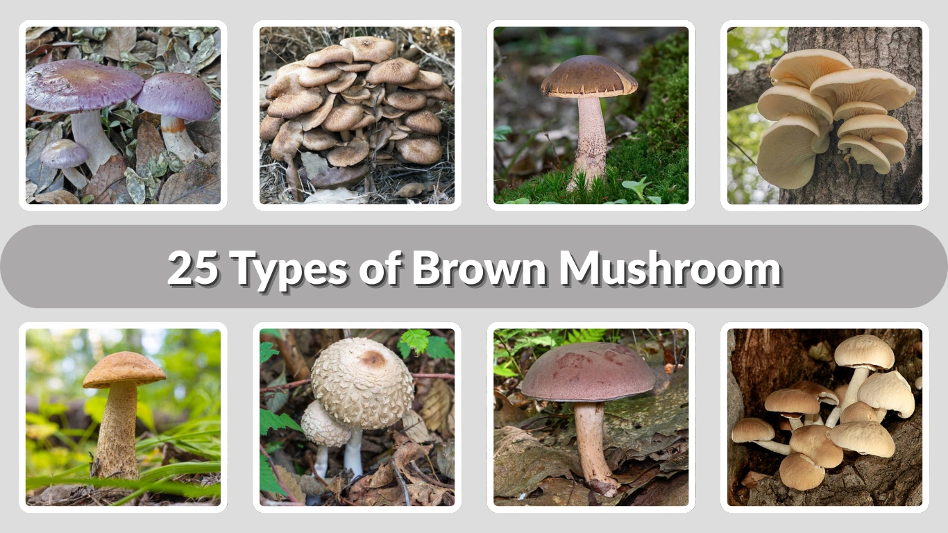 25 Types of Brown Mushroom: Identification with Pictures