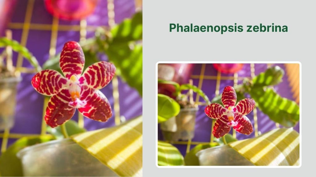 Phalaenopsis zebrina