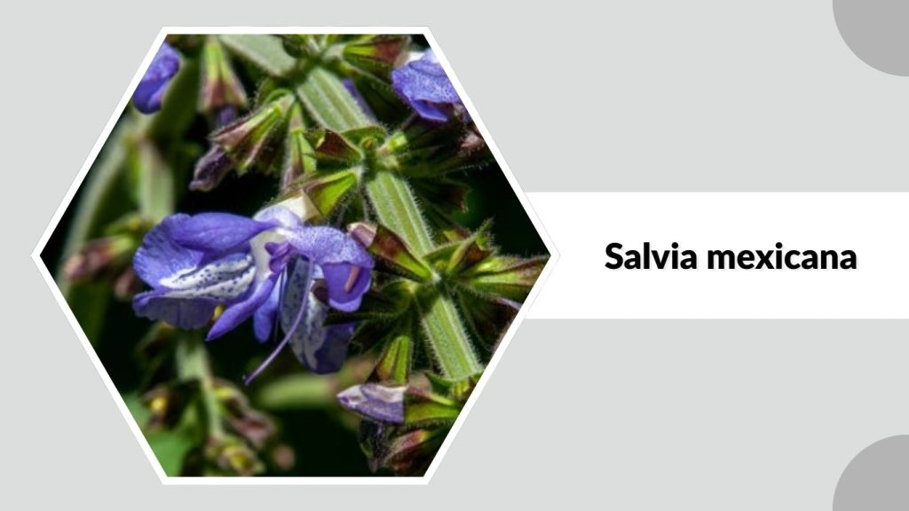 Salvia mexicana