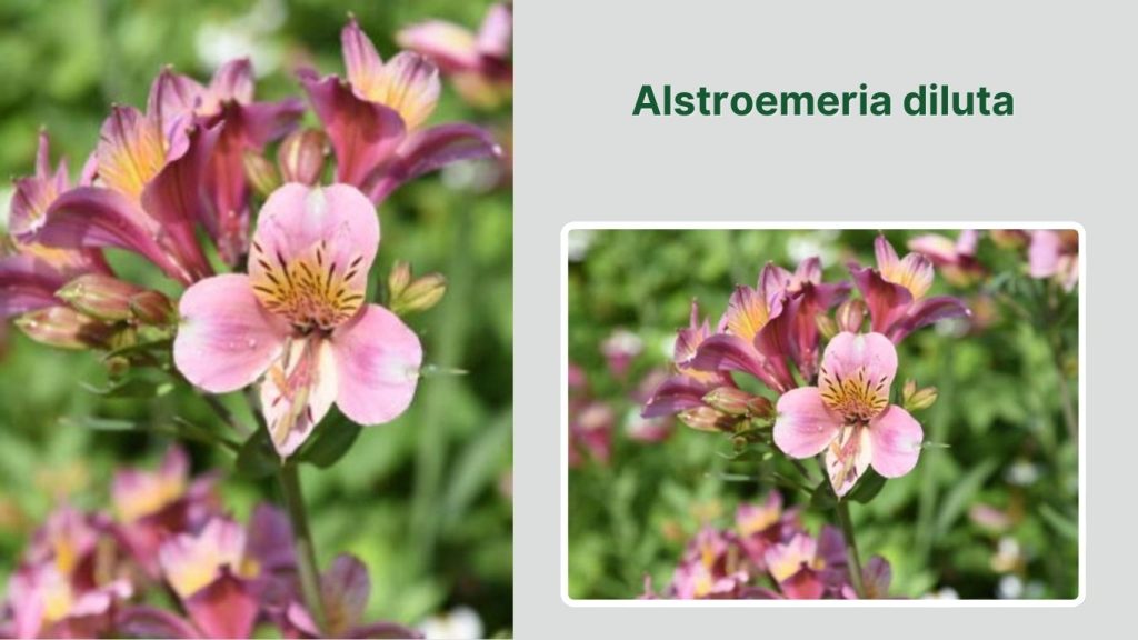 Alstroemeria diluta