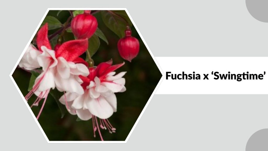 Fuchsia x ‘Swingtime’