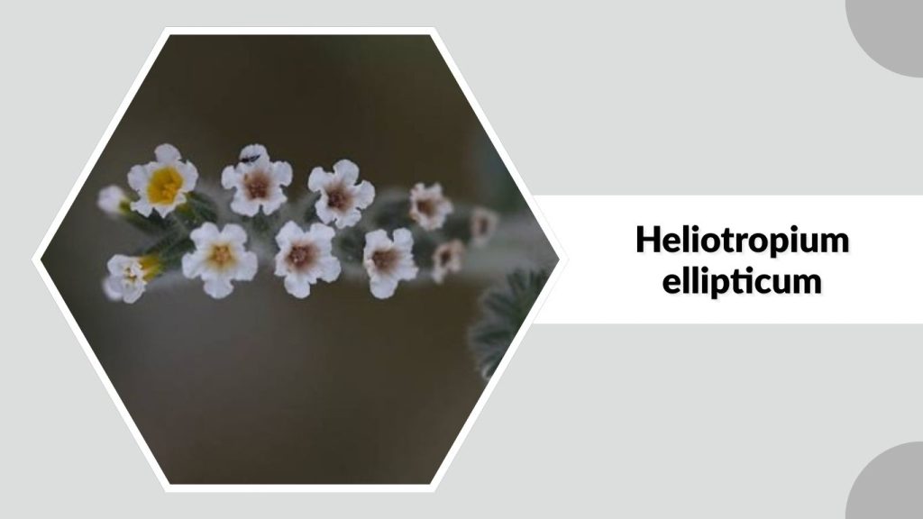 Heliotropium ellipticum