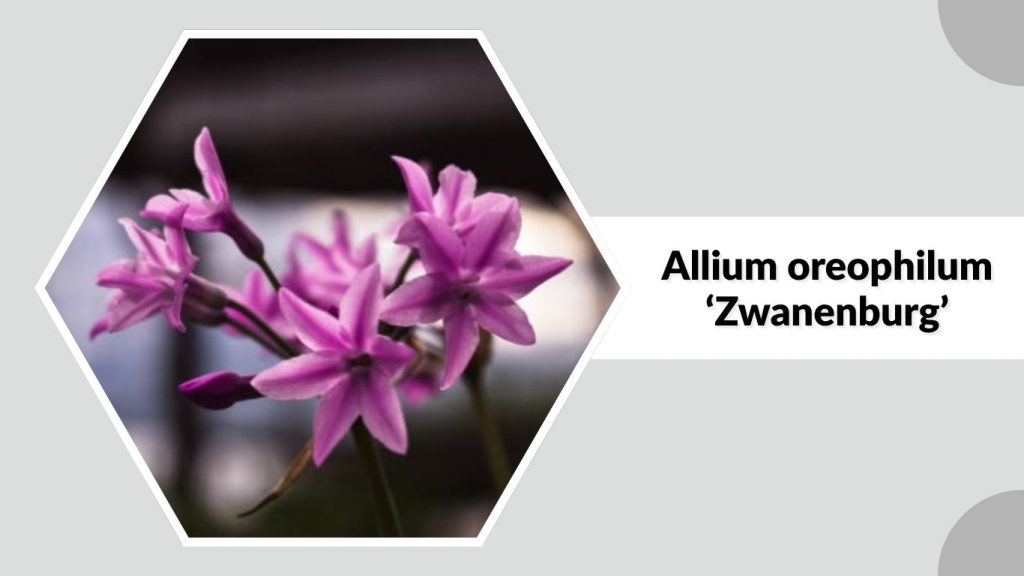 Allium oreophilum ‘Zwanenburg’