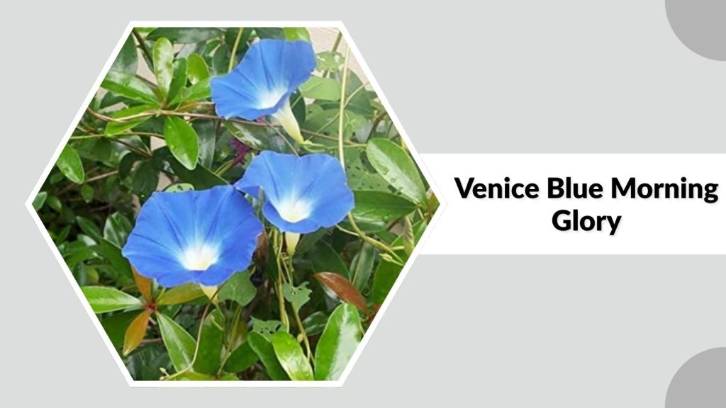 Venice Blue Morning Glory