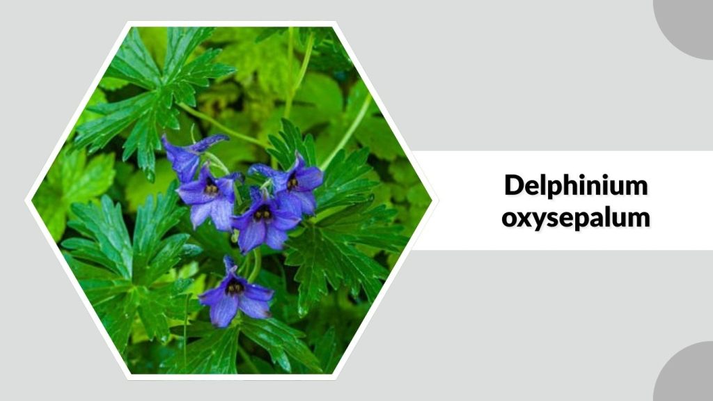 Delphinium oxysepalum