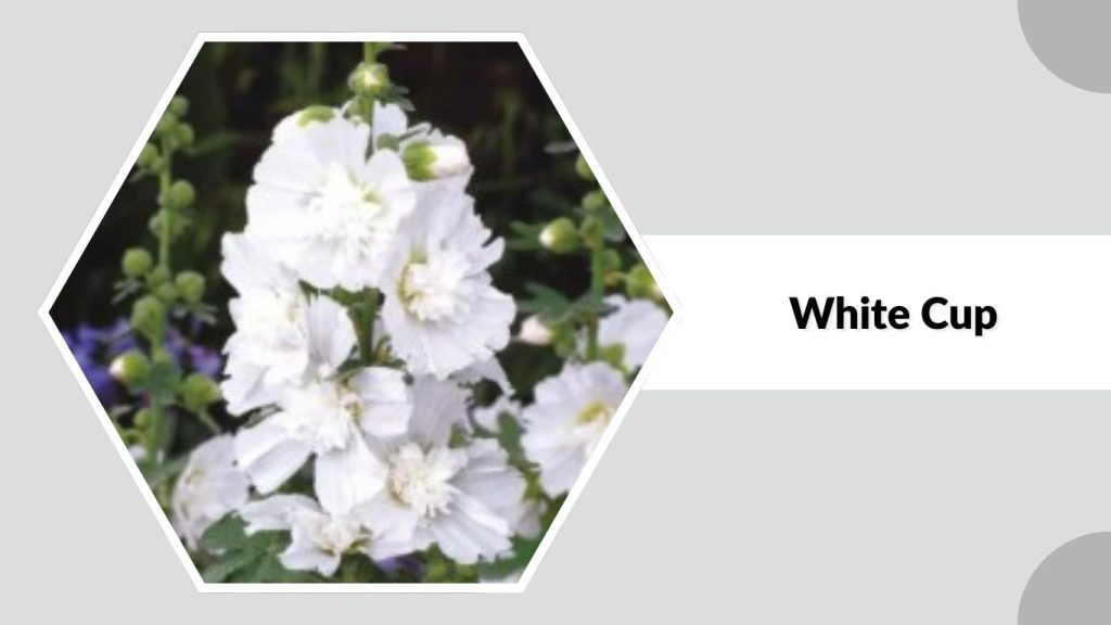  Alcea rosea ‘White Cup’