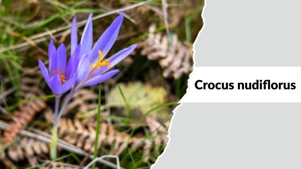 Crocus nudiflorus