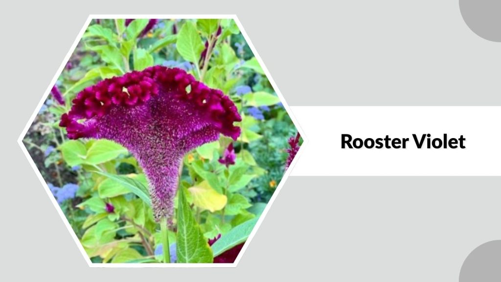 Rooster Violet