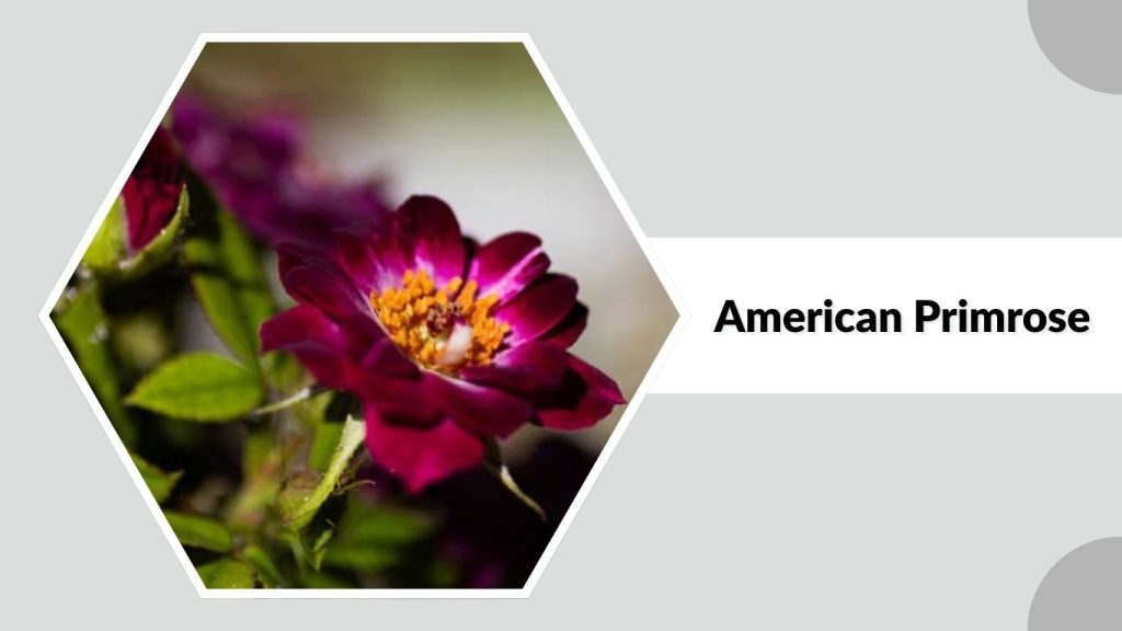 American Primrose