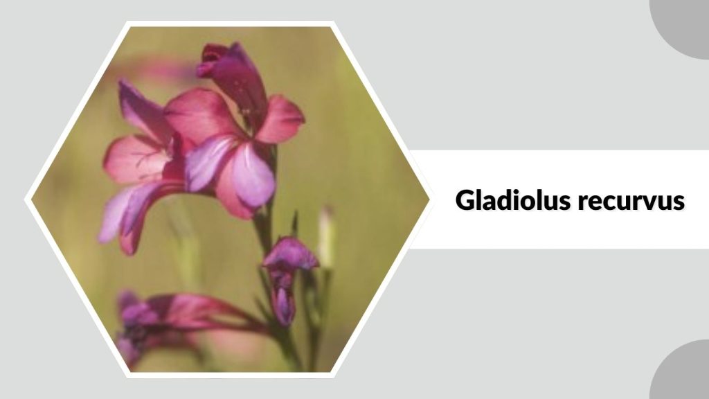 Gladiolus recurvus