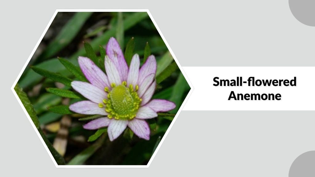 Small-flowered Anemone