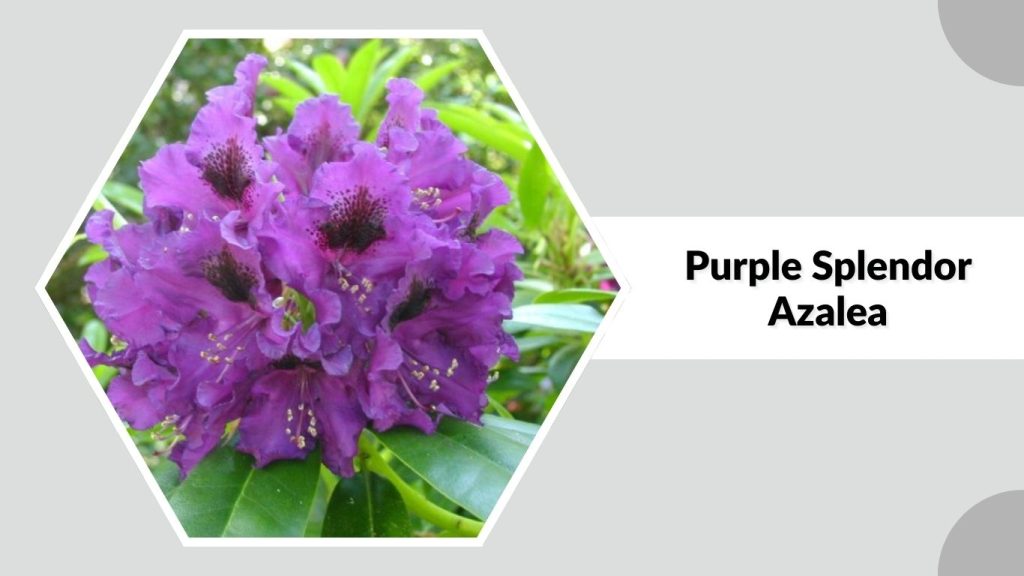 Purple Splendor Azalea