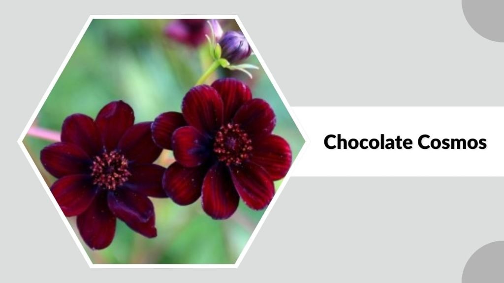 Chocolate Cosmos
