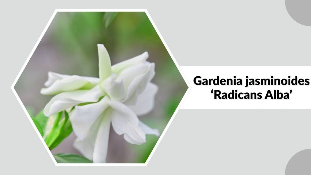 Gardenia jasminoides ‘Radicans Alba’