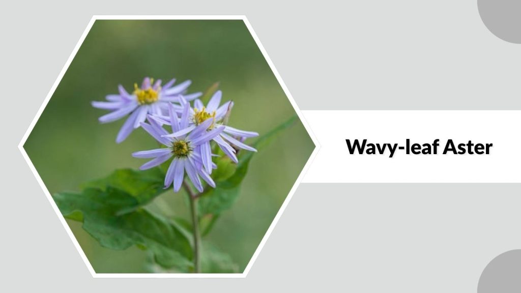 Wavy-leaf Aster