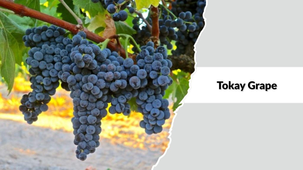 Tokay Grape