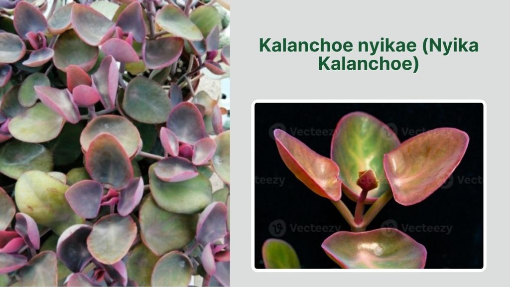 Kalanchoe nyikae (Nyika Kalanchoe)