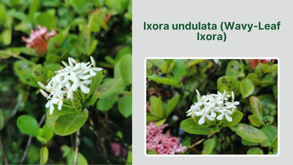 Ixora undulata (Wavy-Leaf Ixora)