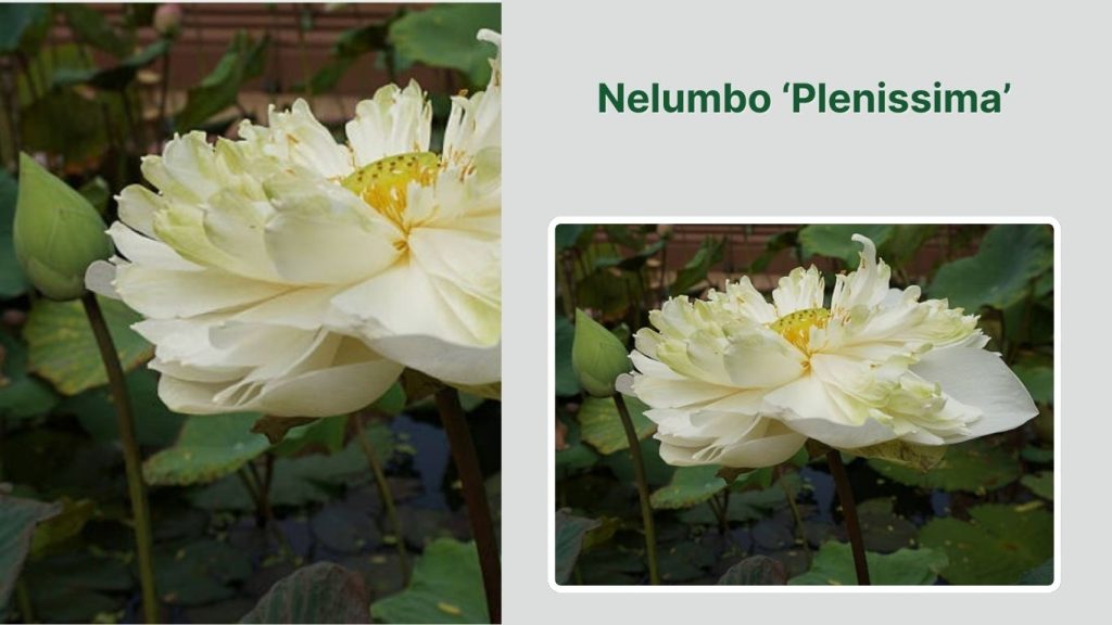 Nelumbo ‘Plenissima’