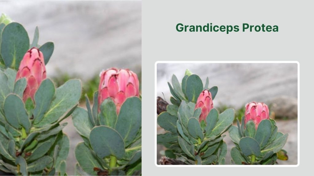 Grandiceps Protea 