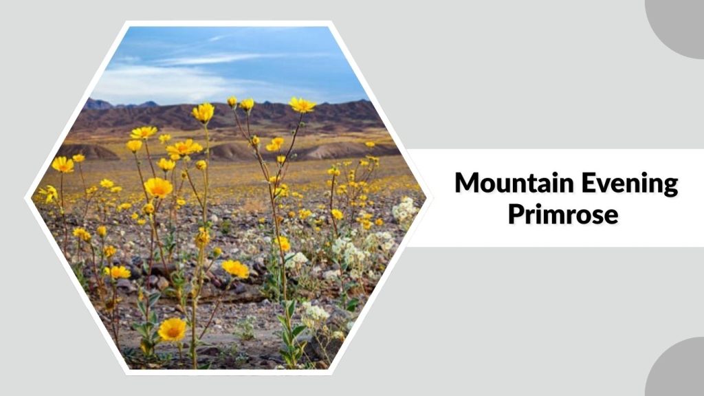 Mountain Evening Primrose 