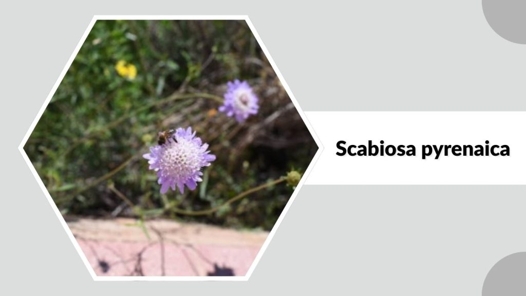 Scabiosa pyrenaica