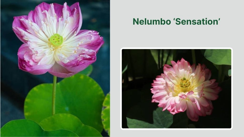 Nelumbo ‘Sensation’