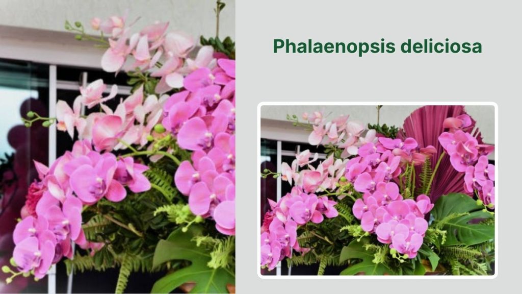 Phalaenopsis deliciosa