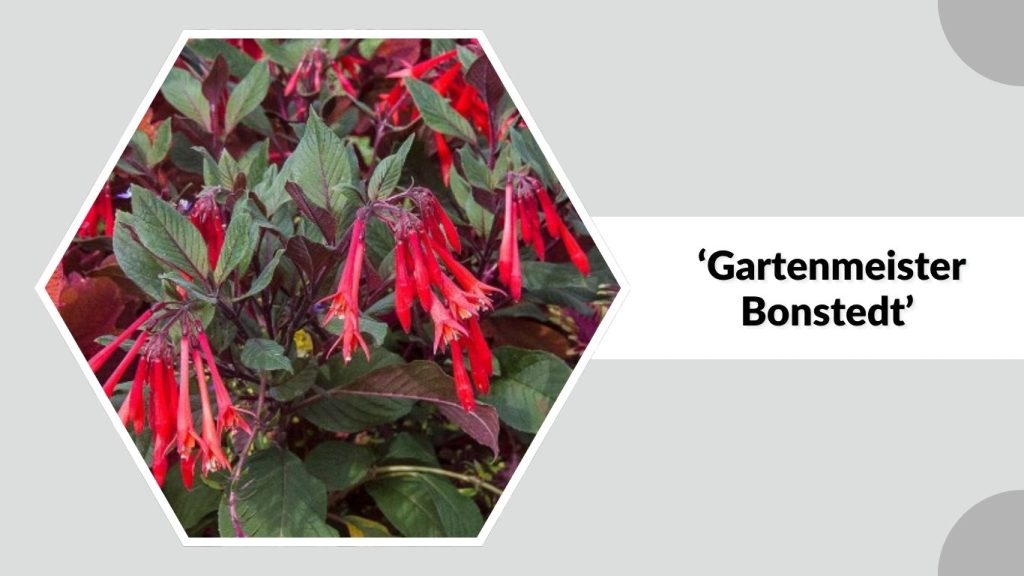 Fuchsia x ‘Gartenmeister Bonstedt’