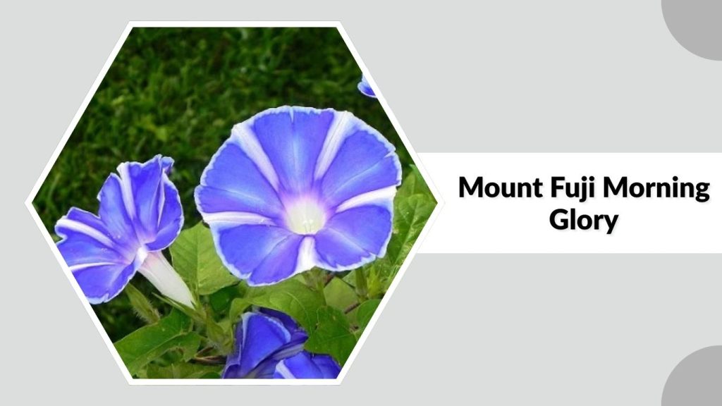 Mount Fuji Morning Glory
