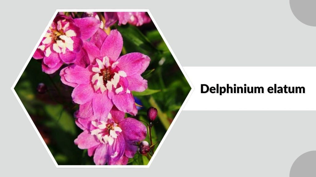 Delphinium elatum
